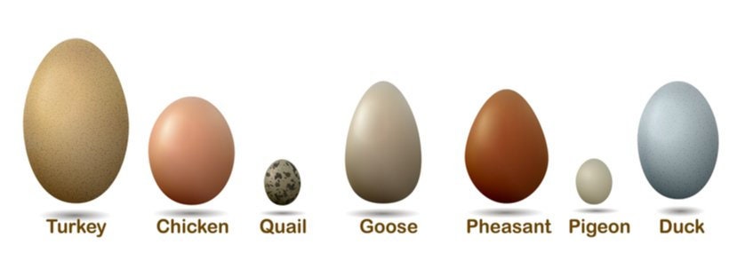 Dummy Eggs