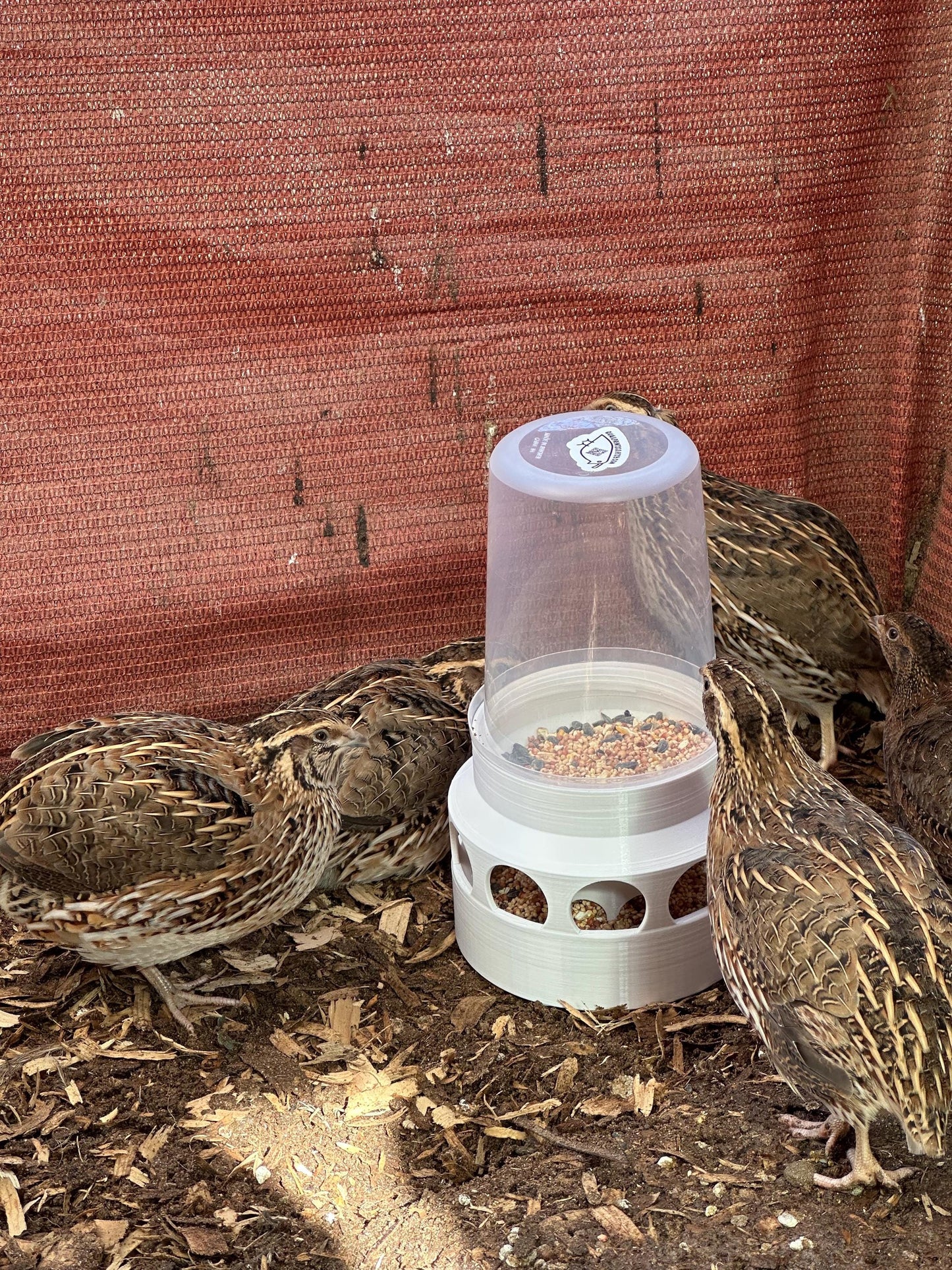 Coturnix Quail Feeder 10-Port Design