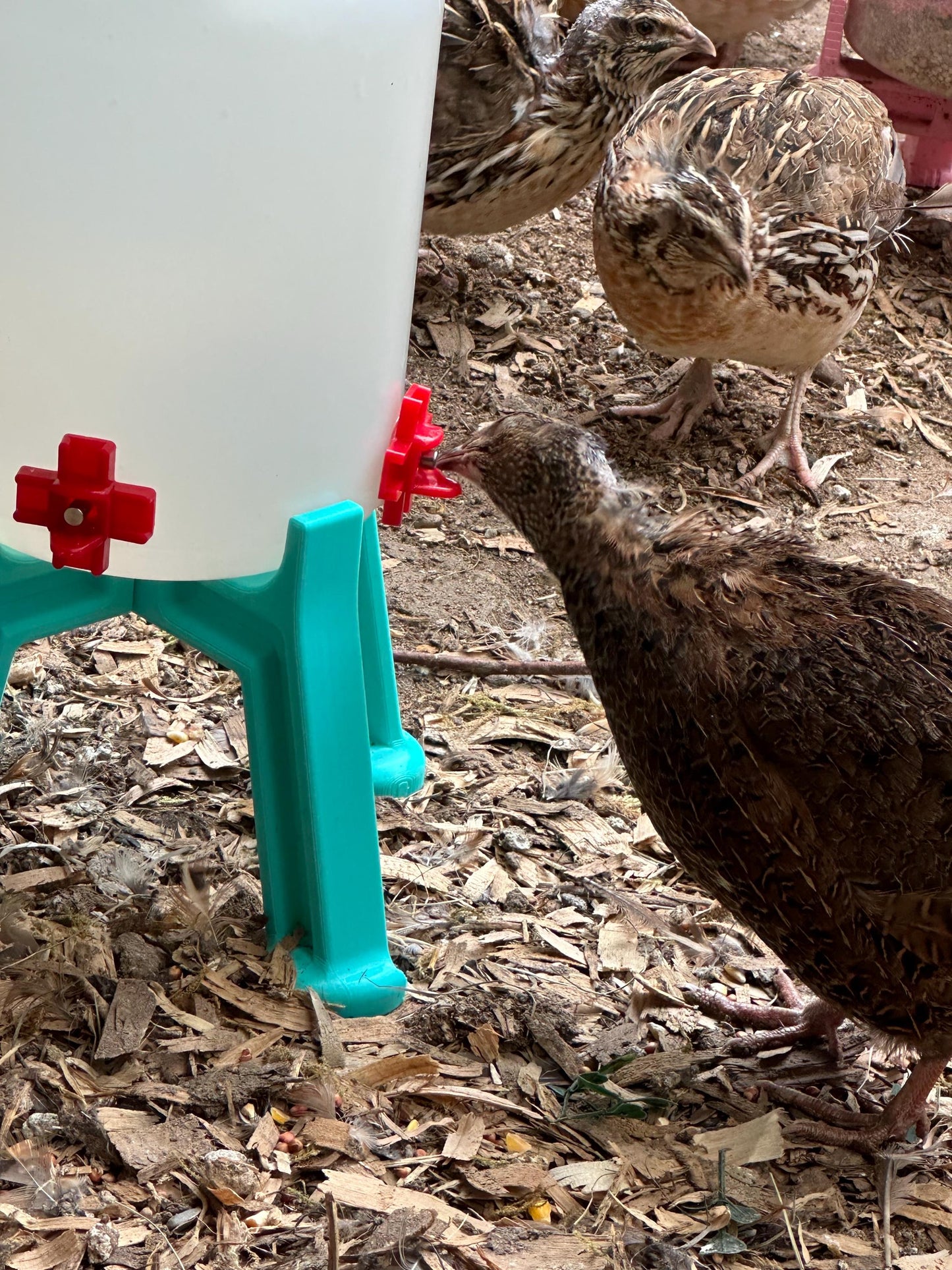 Quail Waterer with 4 Spring-Loaded Water Nipples