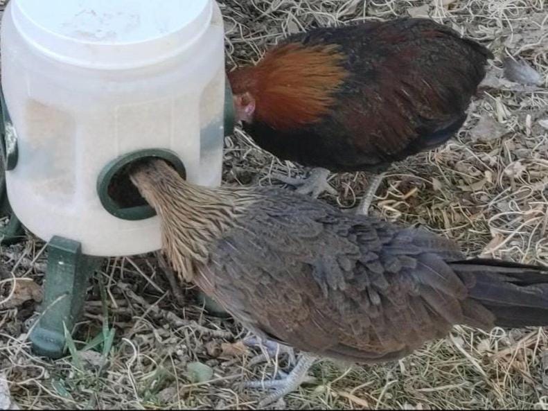 Young Chicken Feeder Container