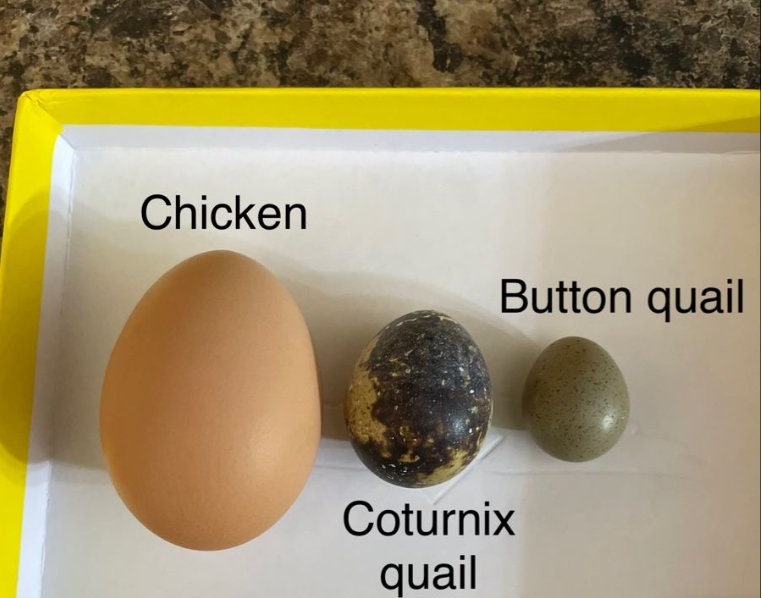 Custom Tiny Button Quail Egg Tray