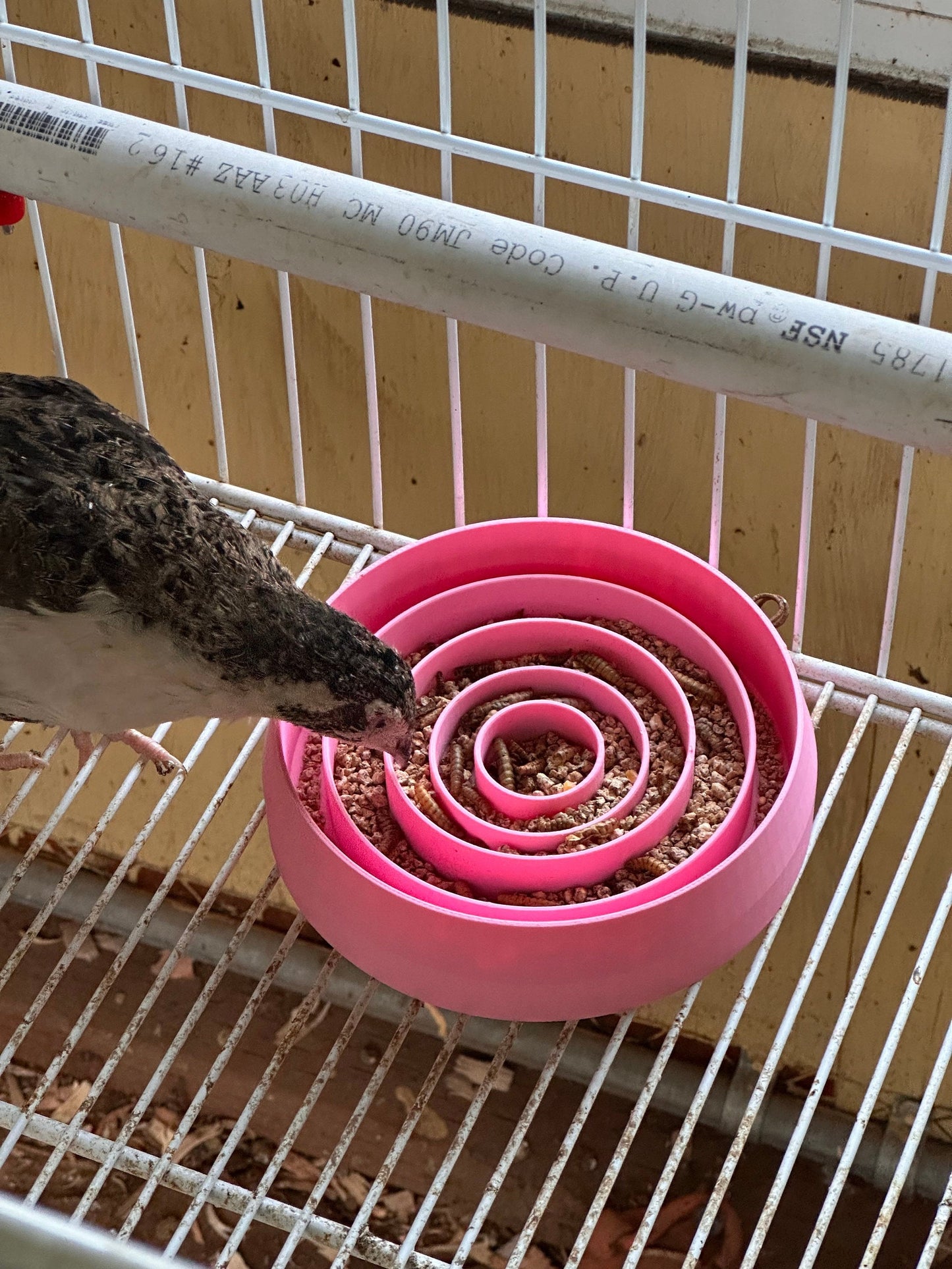 Ultimate Quail Feeding Dish