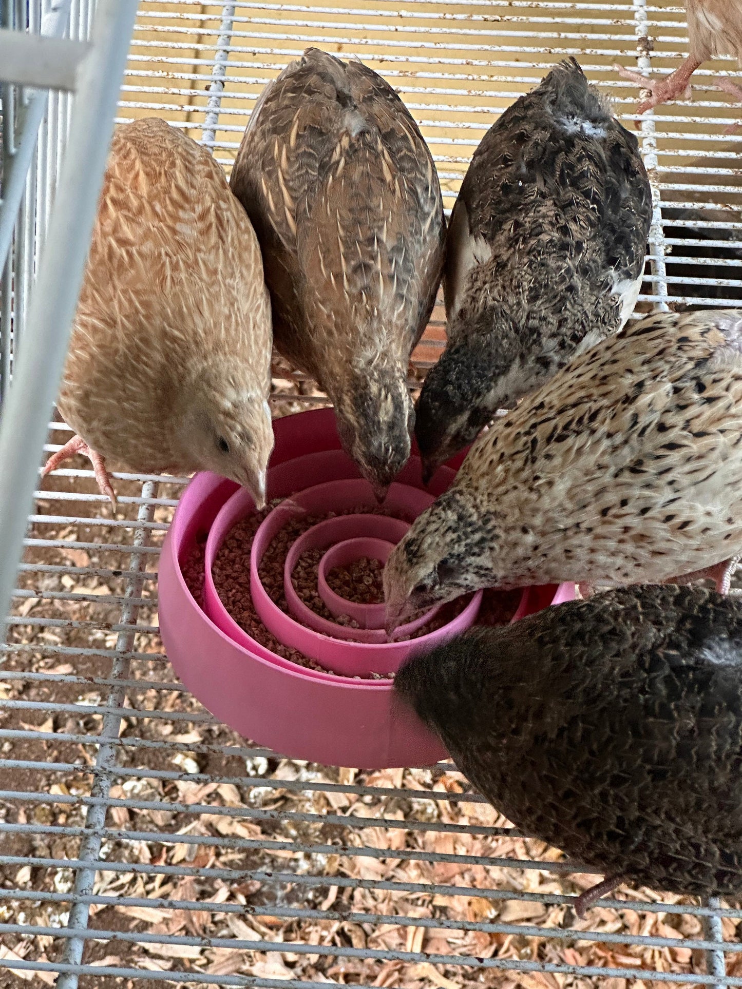 Ultimate Quail Feeding Dish