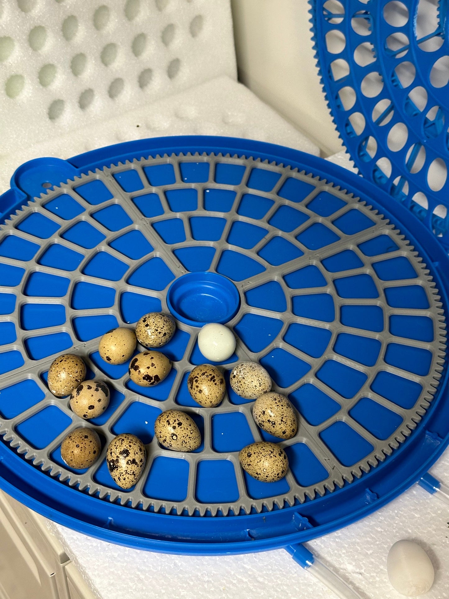 Jumbo Quail Egg Turner Tray For Generic Incubators