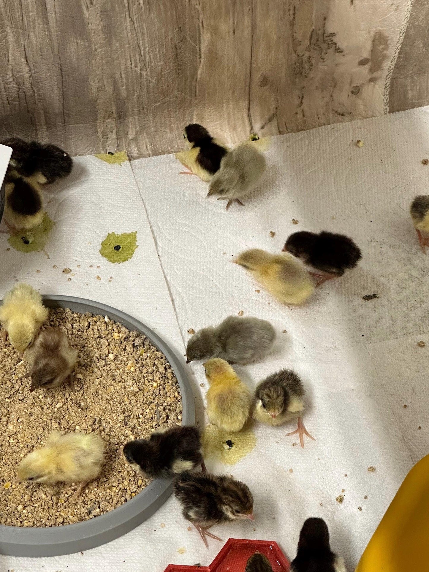 Petite Baby Quail Feed Dish