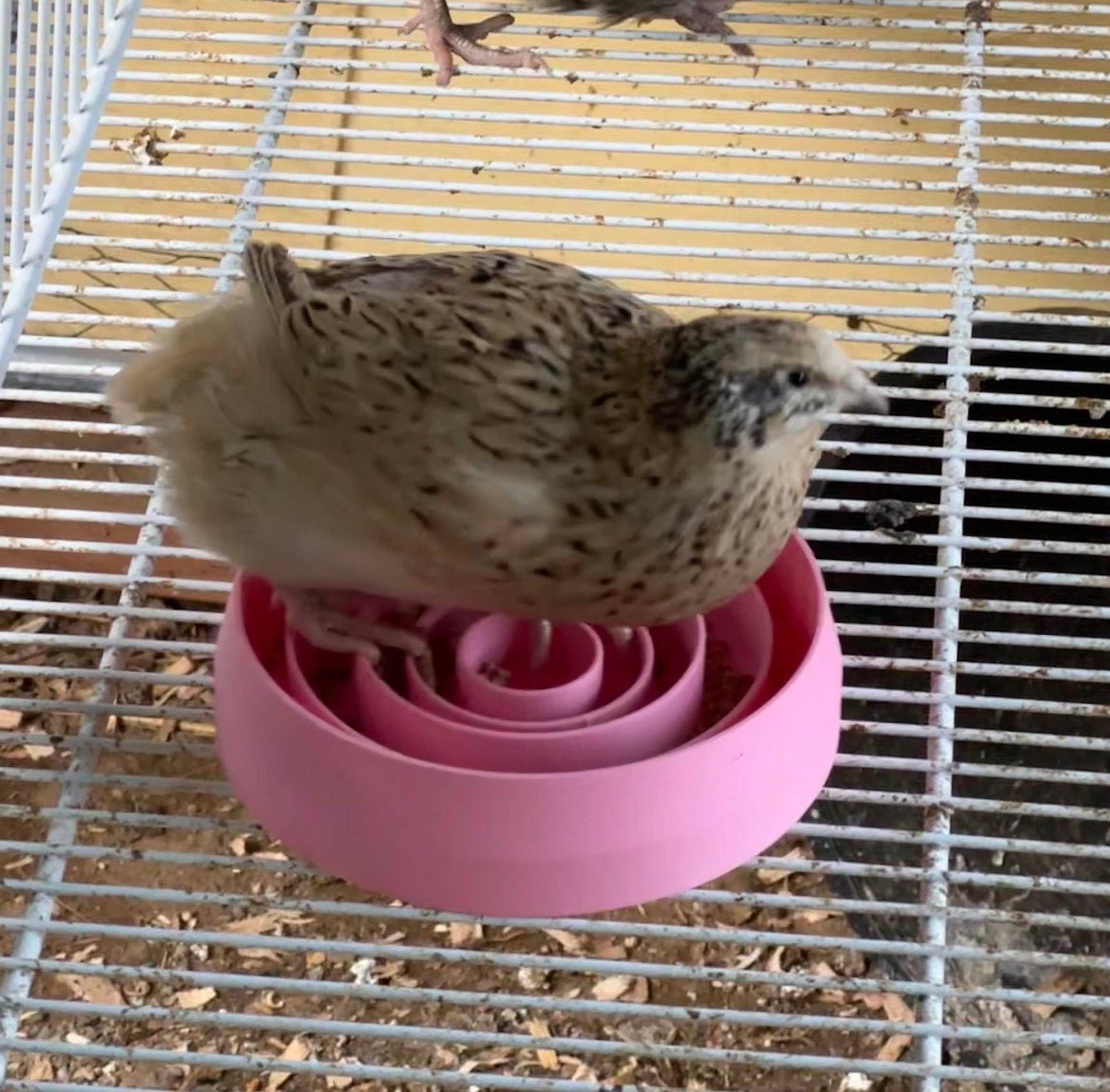 Ultimate Quail Feeding Dish