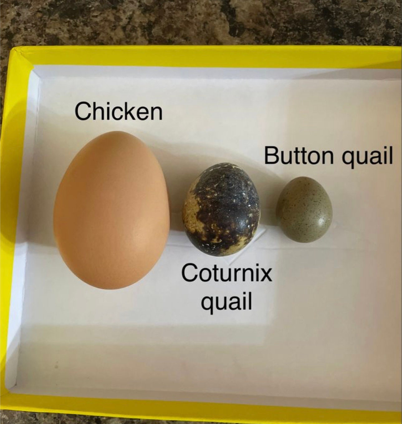 Cimuka CT120 Tiny Button Quail Egg Rack for Incubators