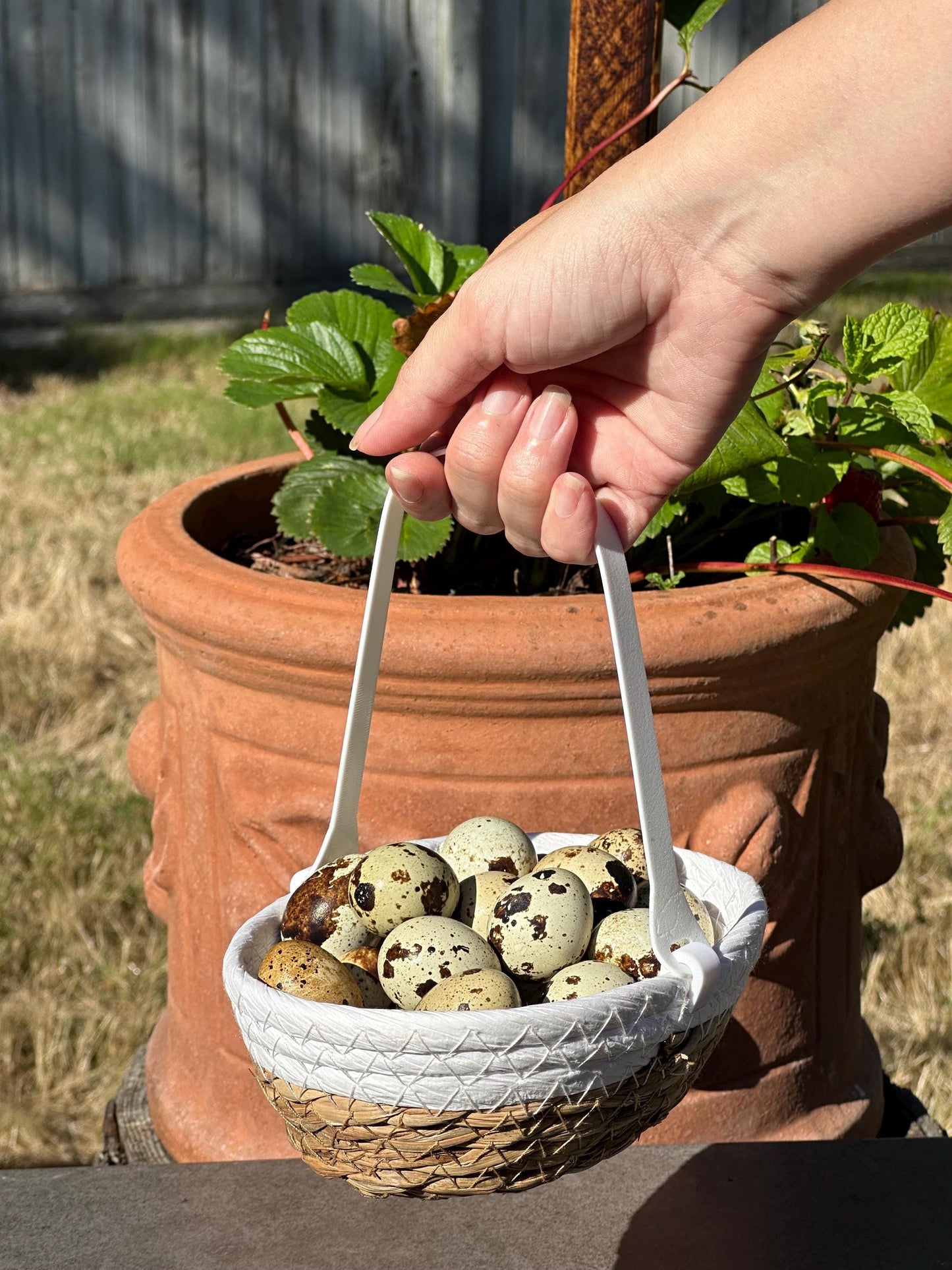 Quail Egg Hunt Basket