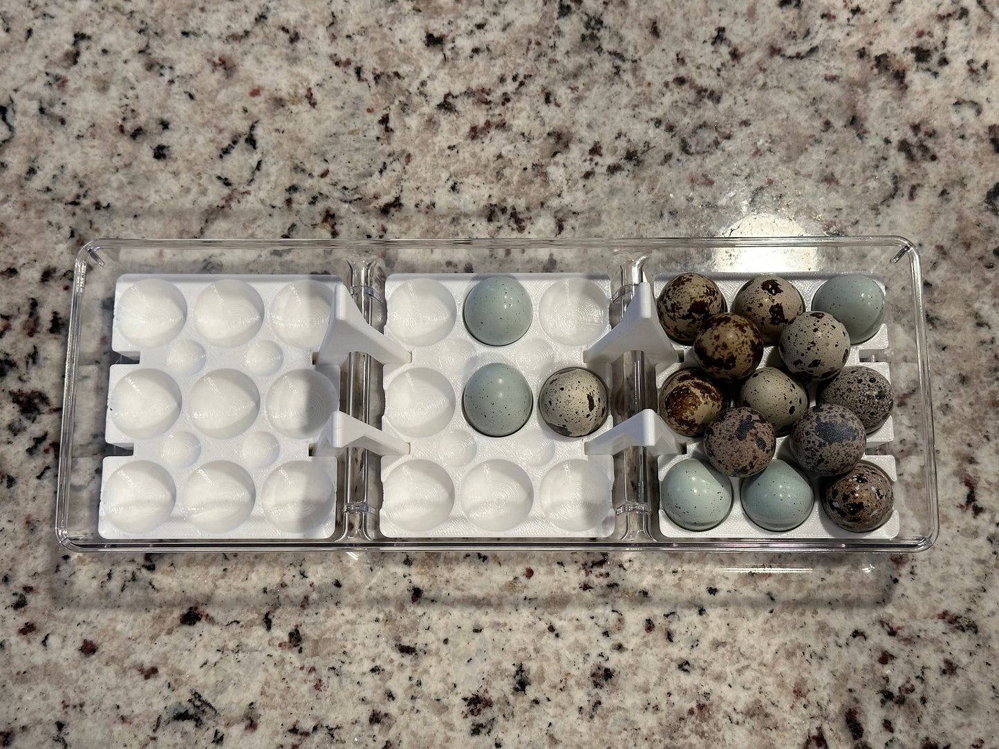 Custom Coturnix Quail Egg Tray System