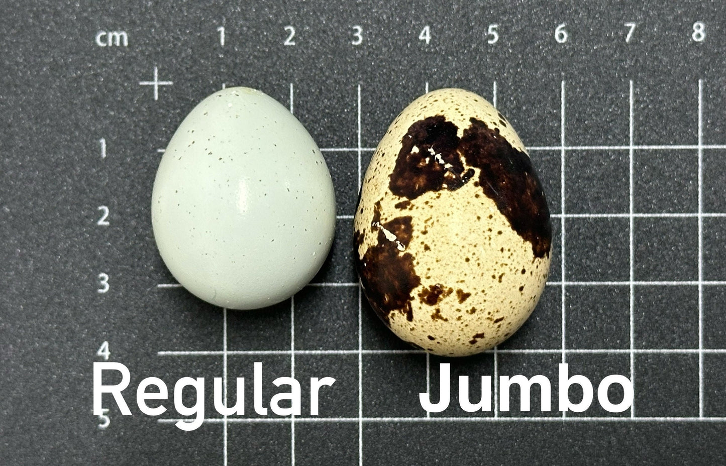 Modern Vented Quail Egg Carton