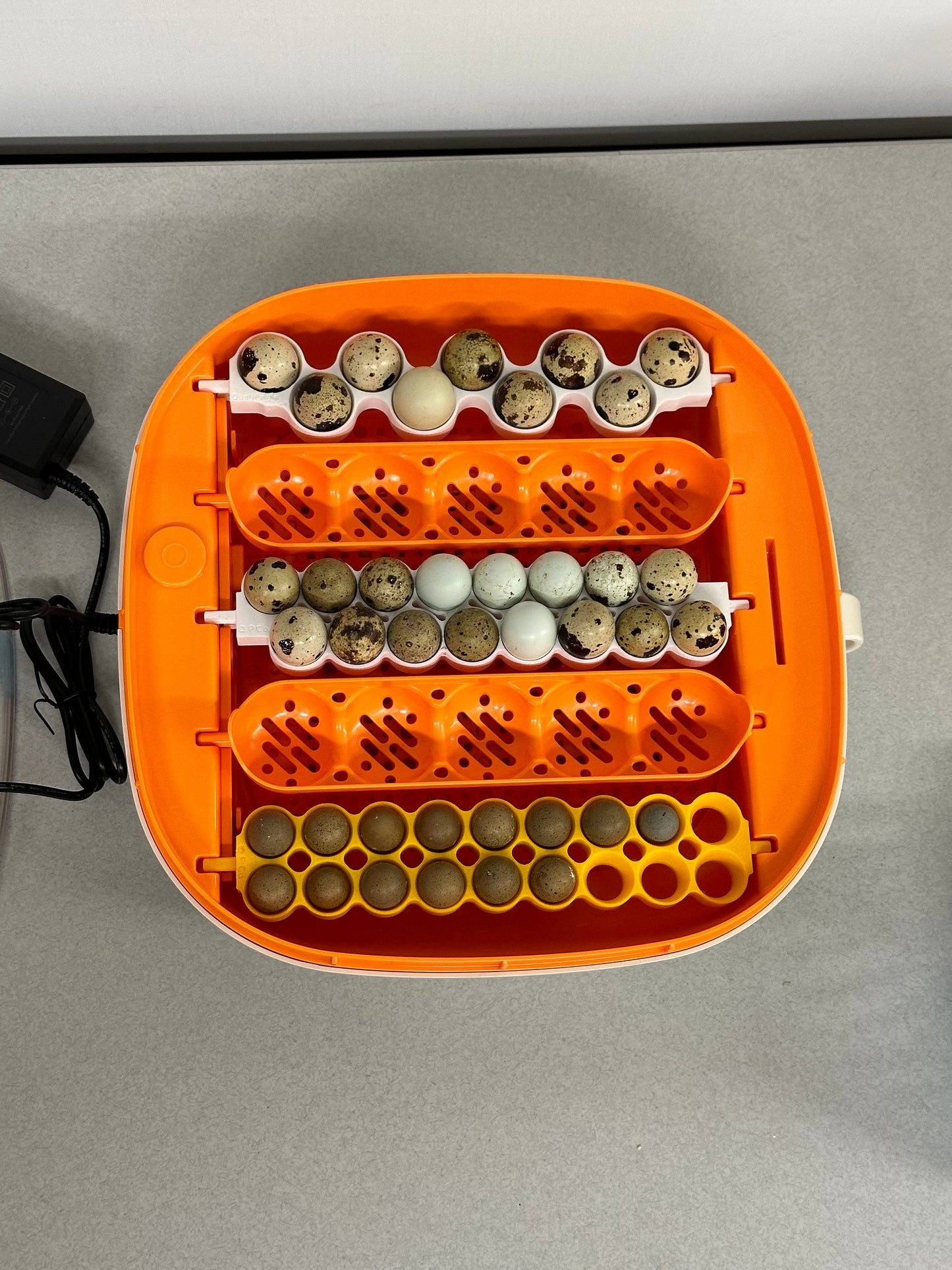 ChickCozy Incubator Egg Basket