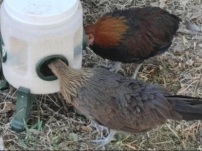 Young Chicken Feeder Container
