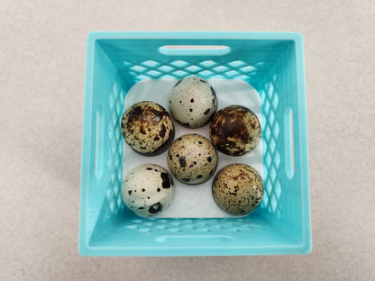 Mini Crates with Flexible Quail Egg Trays