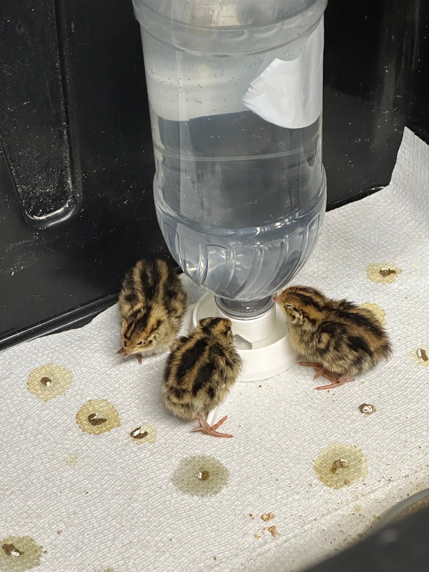 Petite Baby Quail Waterer