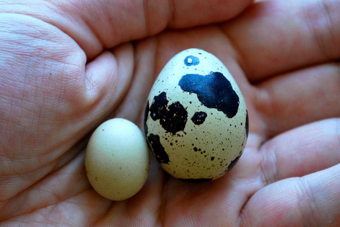 Custom Tiny Button Quail Egg Tray