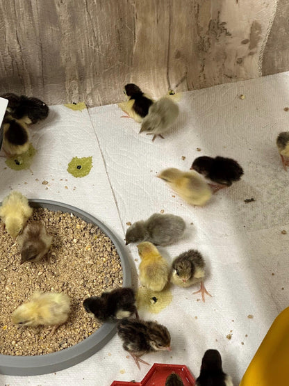 Petite Baby Quail Feed Dish