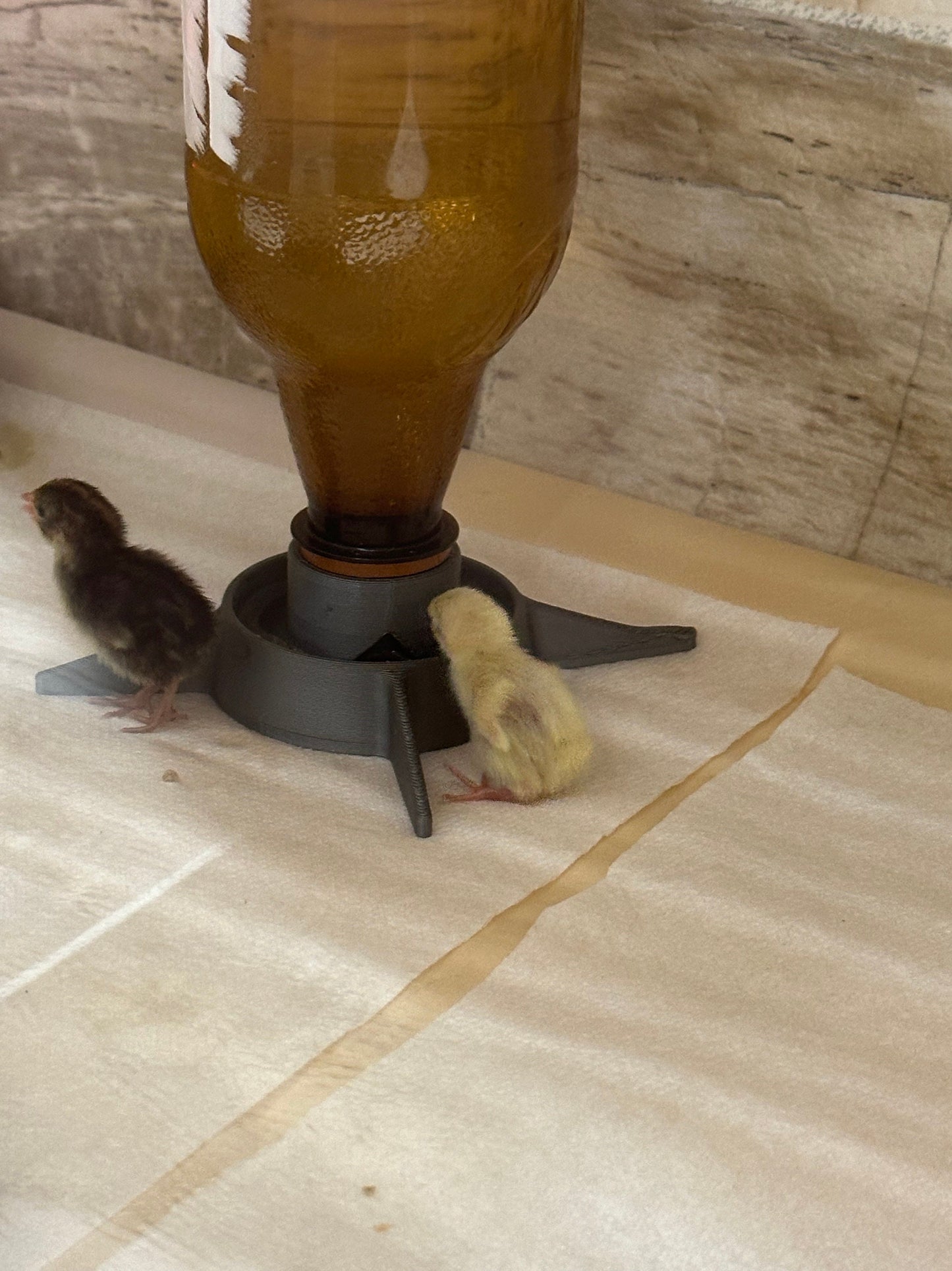 Petite Baby Quail Waterer