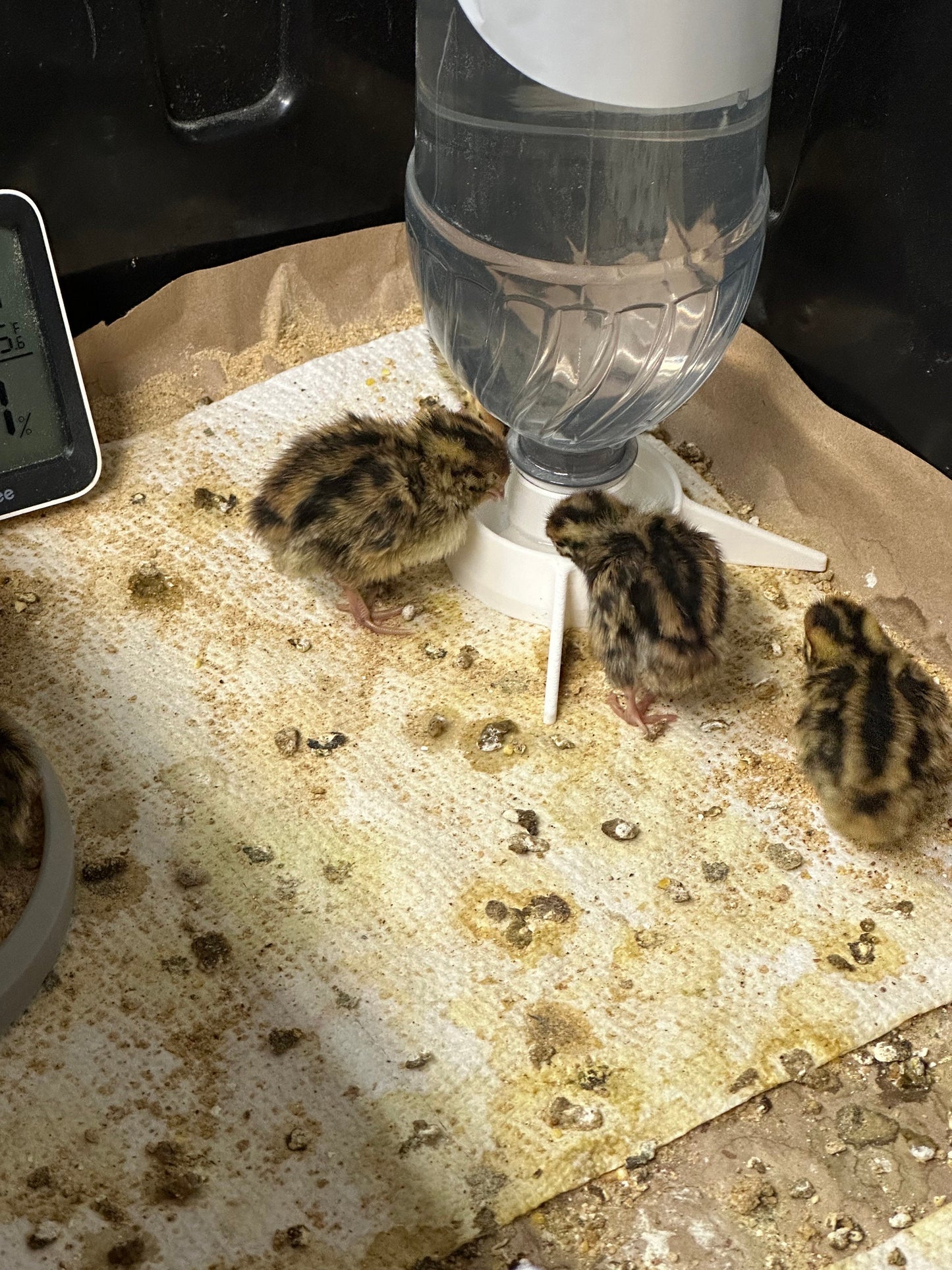 Petite Baby Quail Waterer