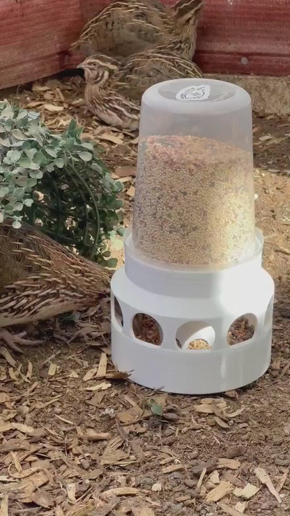 Coturnix Quail Feeder 10-Port Design