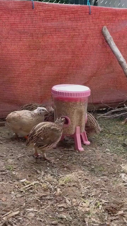 Quail Feeder Container with 3-Ports