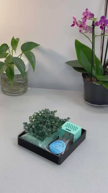 Quail Zen Garden
